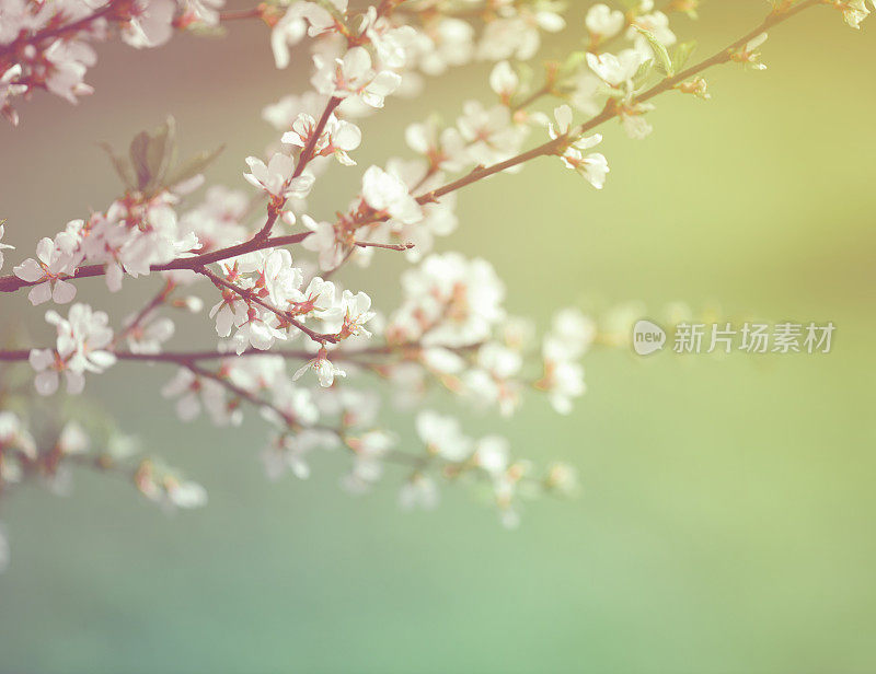 美丽的春天的花朵