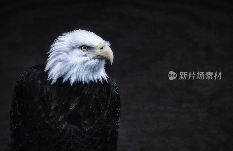 警惕紧张的美国白头鹰肖像