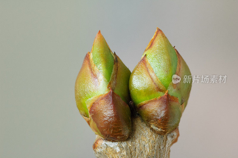 丁香花在春天发芽