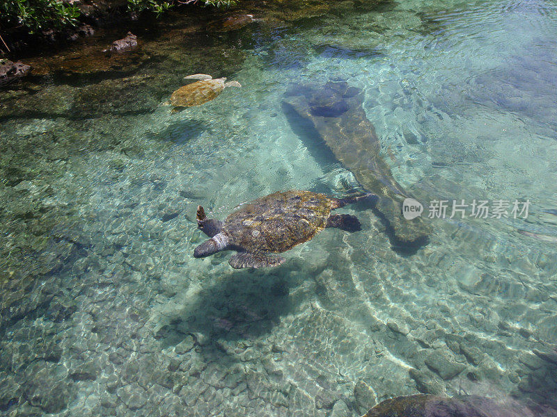 海龟在Xcaret生态公园的泻湖中游泳。