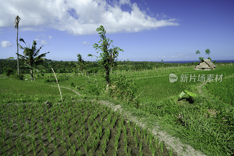 Ricefield在印尼