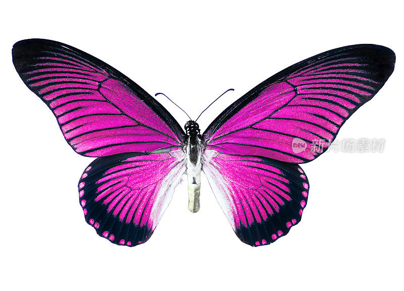 粉色birdwing蝴蝶