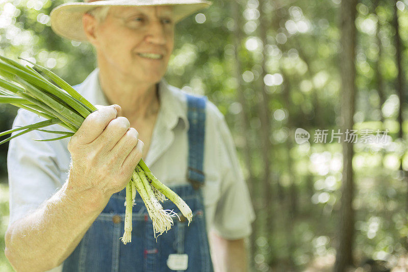 年长者，男性农民在农场采摘青葱。有机蔬菜。