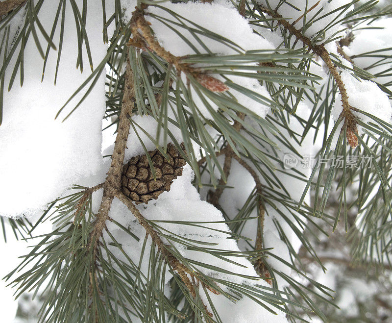 白雪覆盖的松树枝