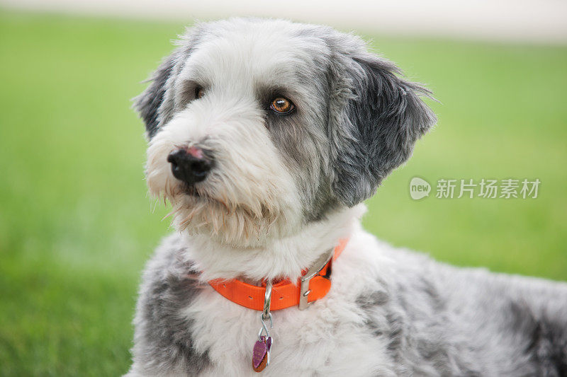 长胡子柯利犬看起来很好奇