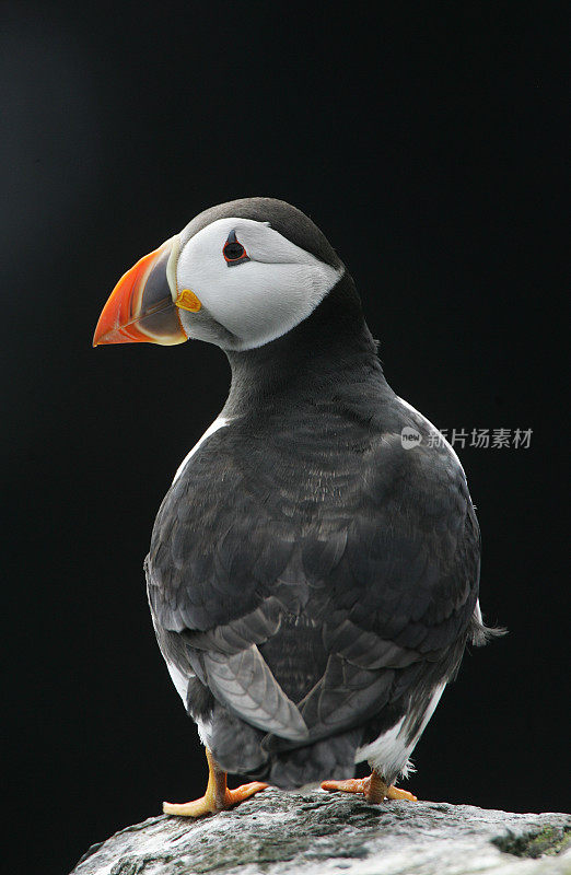 大西洋海雀(北极海雀)