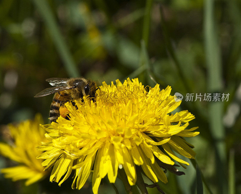 蒲公英花，上面有蜜蜂