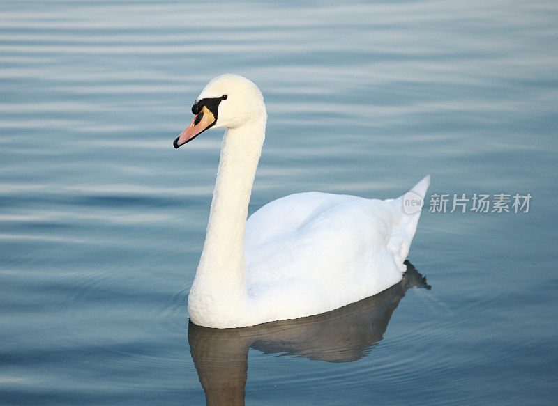 湖上沉默的天鹅