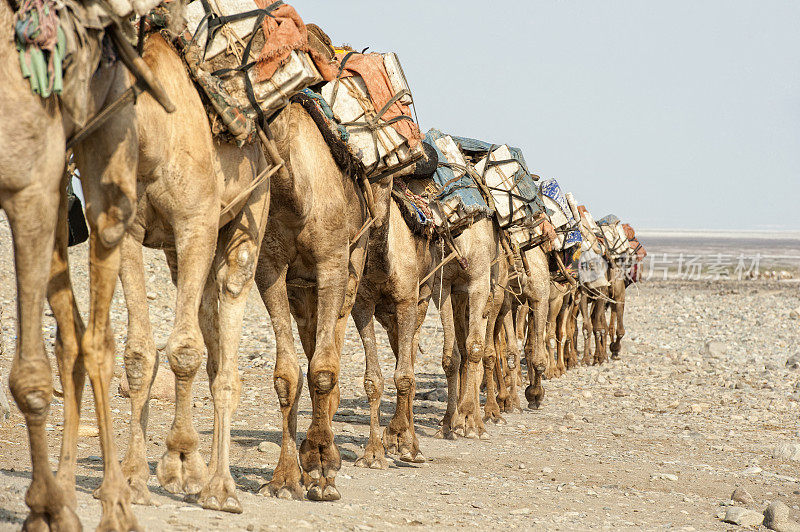 埃塞俄比亚达纳基尔地区的骆驼商队