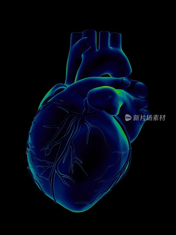 用于医学研究的人类心脏