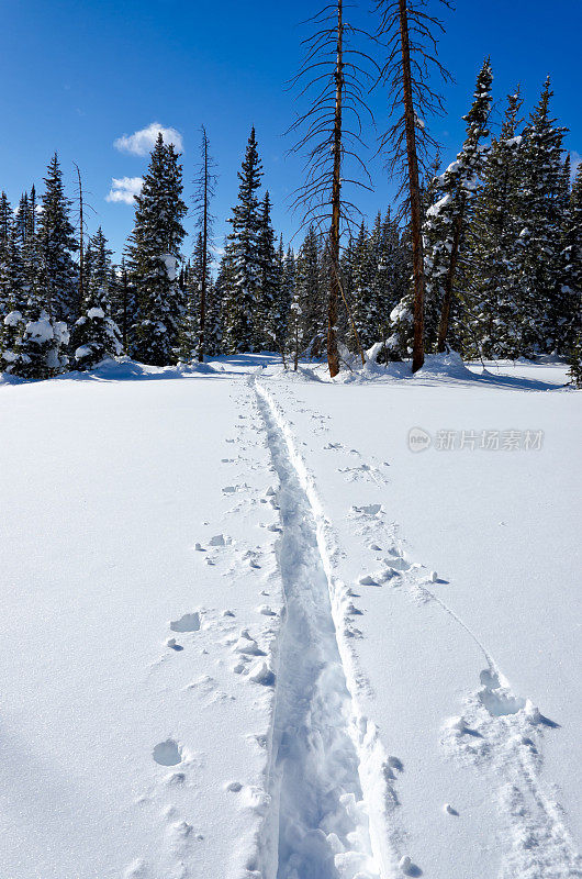 雪地里的皮肤痕迹穿过山林