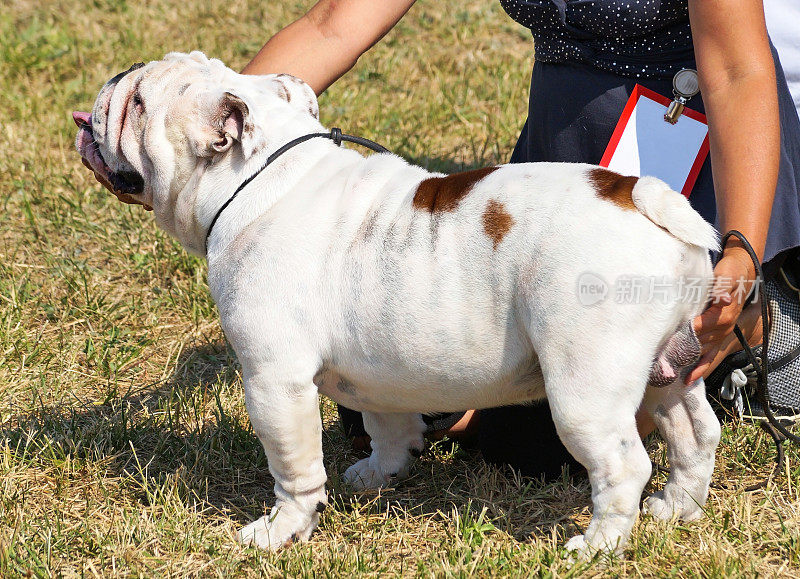 狗展上的英国斗牛犬