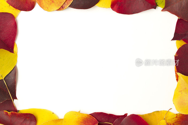 白色背景上的秋叶框架