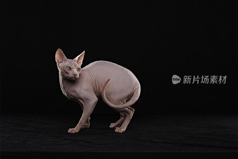 Sphynx猫