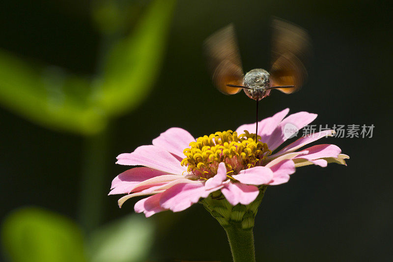 蜂鸟鹰蛾正在从花中觅食