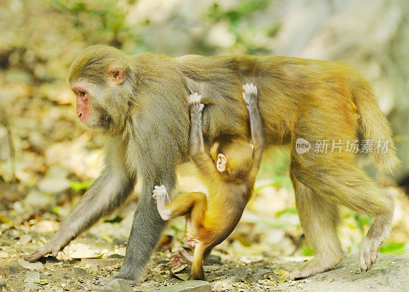 母猴子和它的宝宝