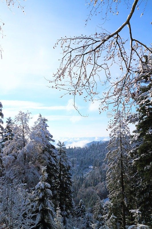 黑森林里有雪和太阳的冬天