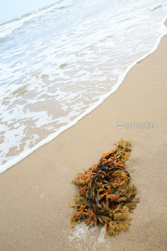 海草沙滩上的海草或海草