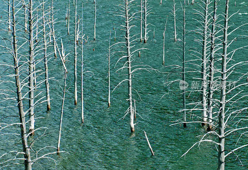 蒙大拿州赫布根湖海岸线附近的枯树
