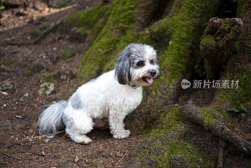 自然森林里的哈瓦那比雄犬