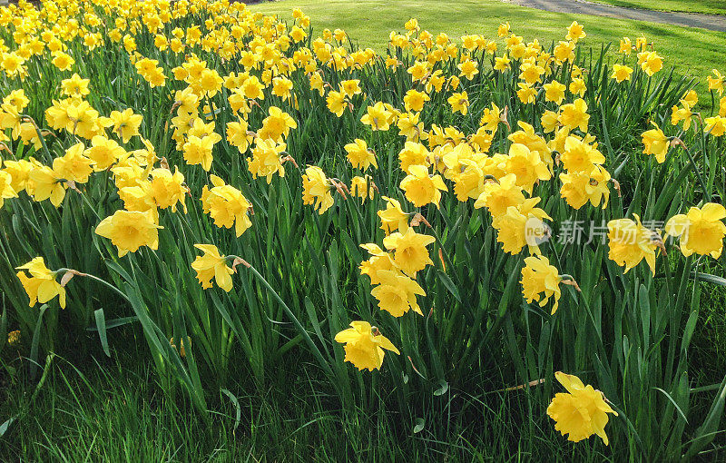 黄水仙花儿