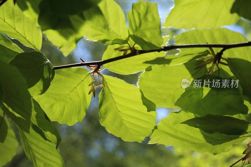 山毛榉叶春天-浅绿色