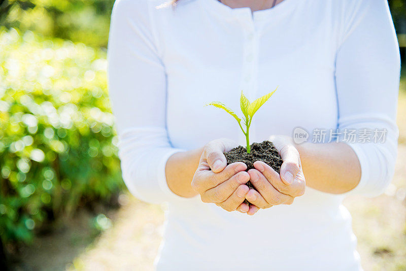 一株植物在女性手中