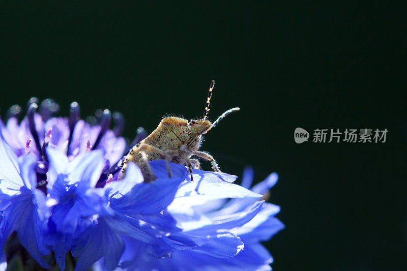 在矢车菊上的森林虫