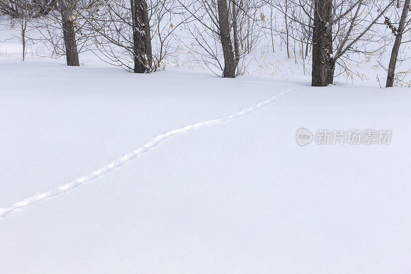 明尼苏达冬天的雪-动物的足迹在刚刚落下的雪