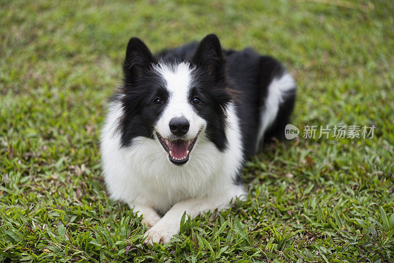 成人的边境牧羊犬。