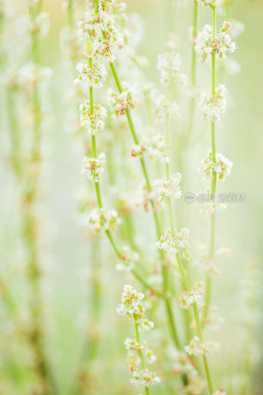 精致的花朵