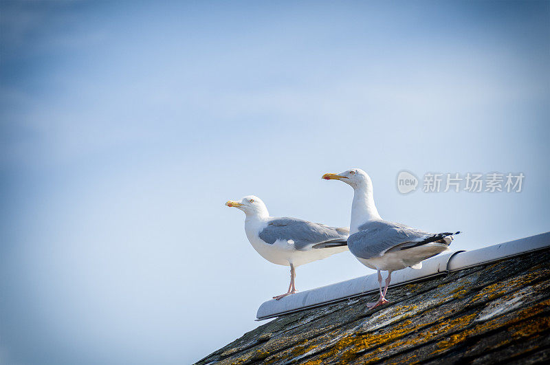 两只鲱鱼海鸥在屋顶上