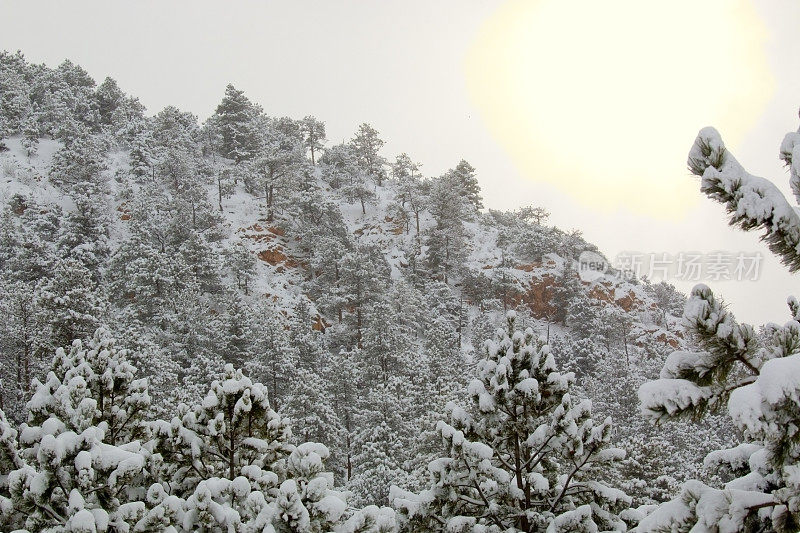 派克国家森林里暴风雪中的日出