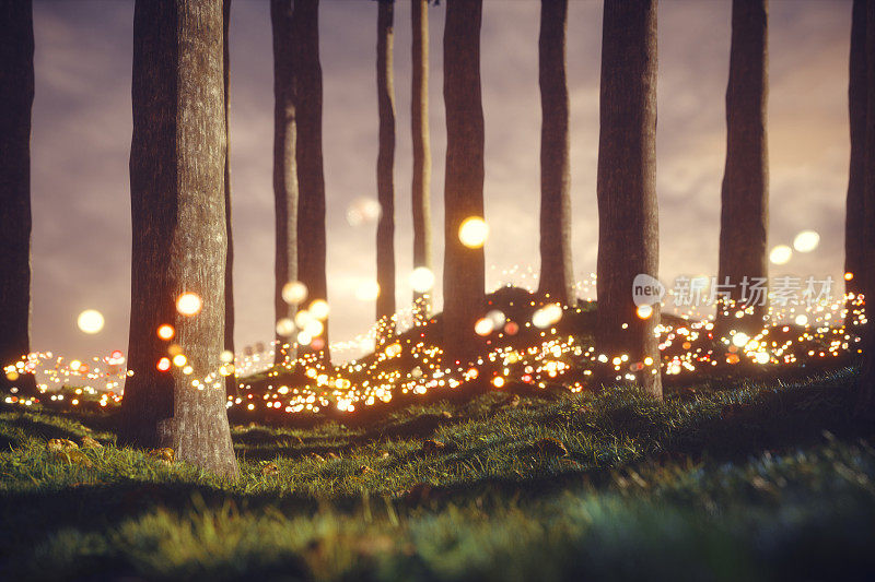 神秘的森林与发光的球