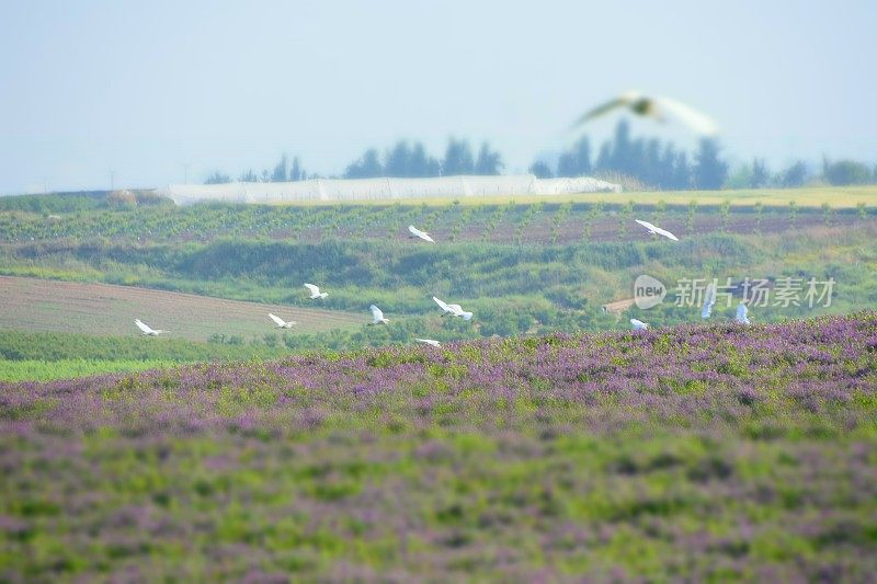 田野上的鸟儿