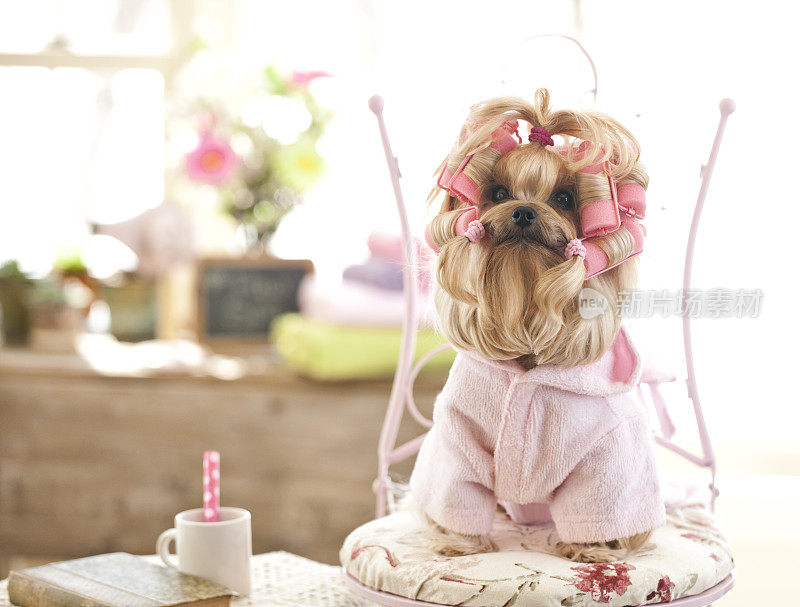 在宠物美容沙龙的约克郡犬狗日