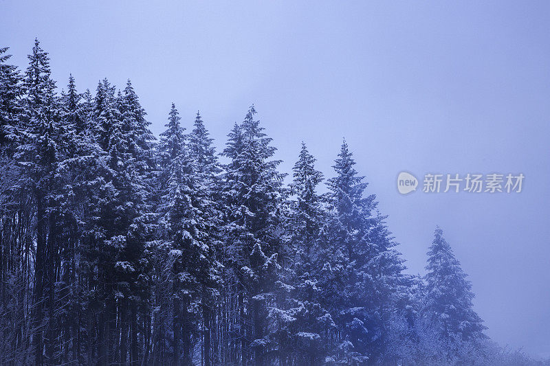 大树下初雪