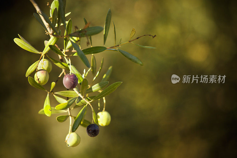 橄榄挂在树枝上