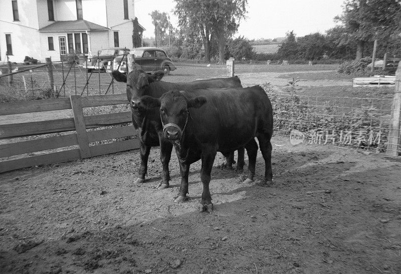1941年农场里的小牛