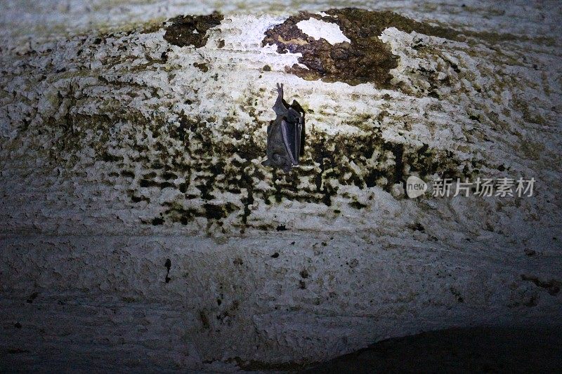 洞穴蝙蝠