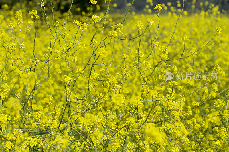 黑芥末(黑芸苔)