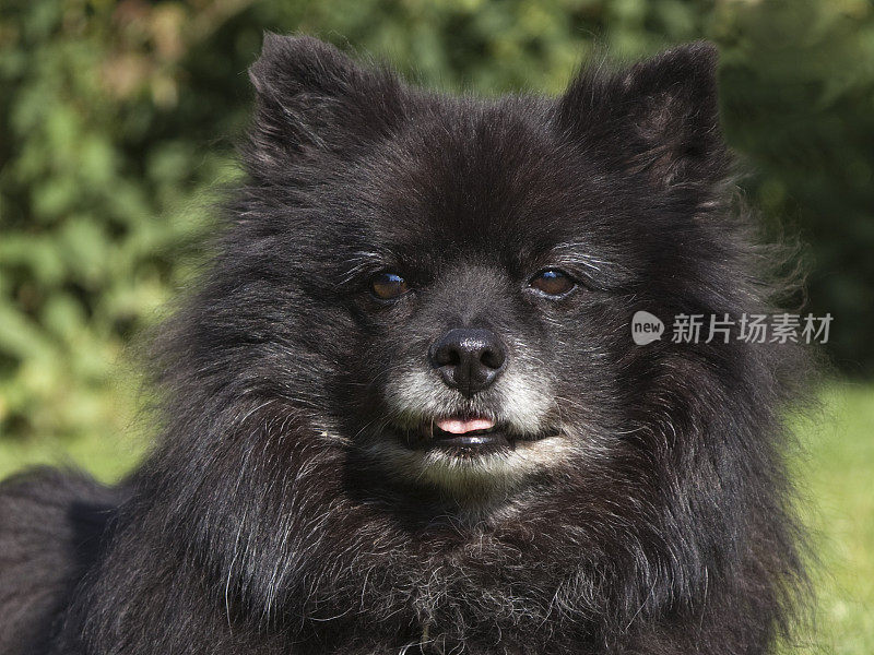 波美拉尼亚的特写镜头