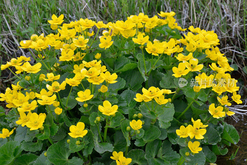 冰岛野生黄色毛茛属植物