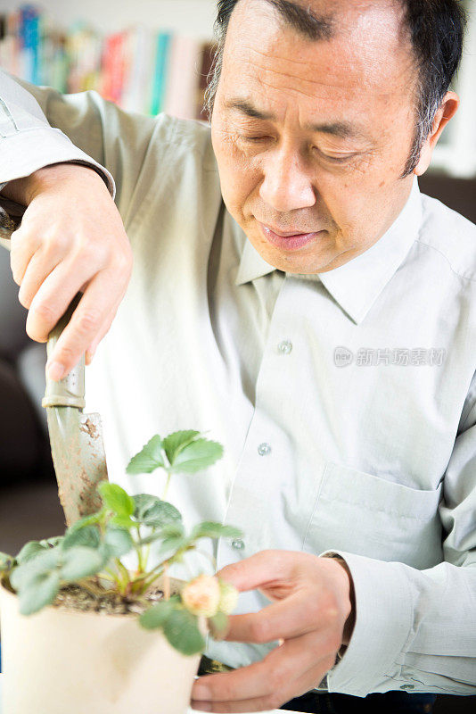 在家种植草莓