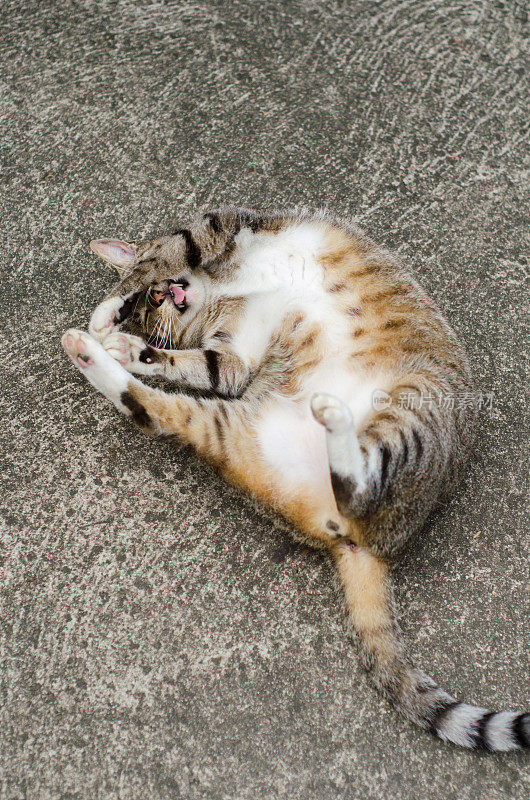 滑稽活泼的猫在地上打滚