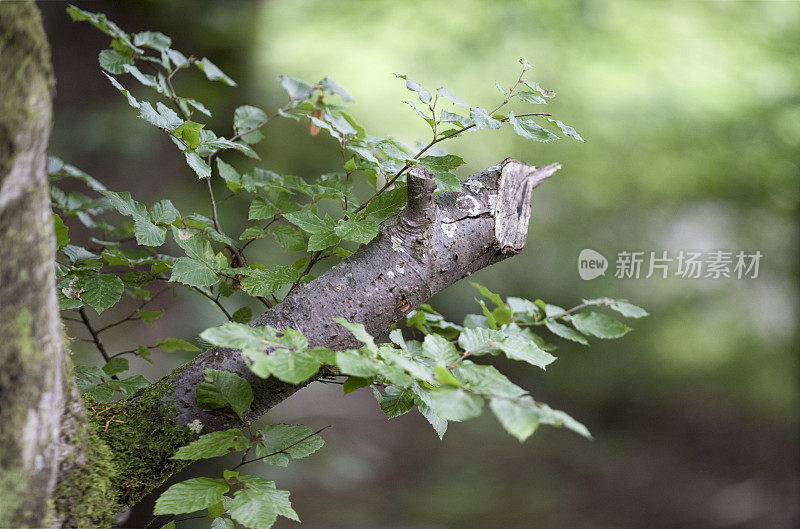 山毛榉上的新生长，象征着乐观和新生