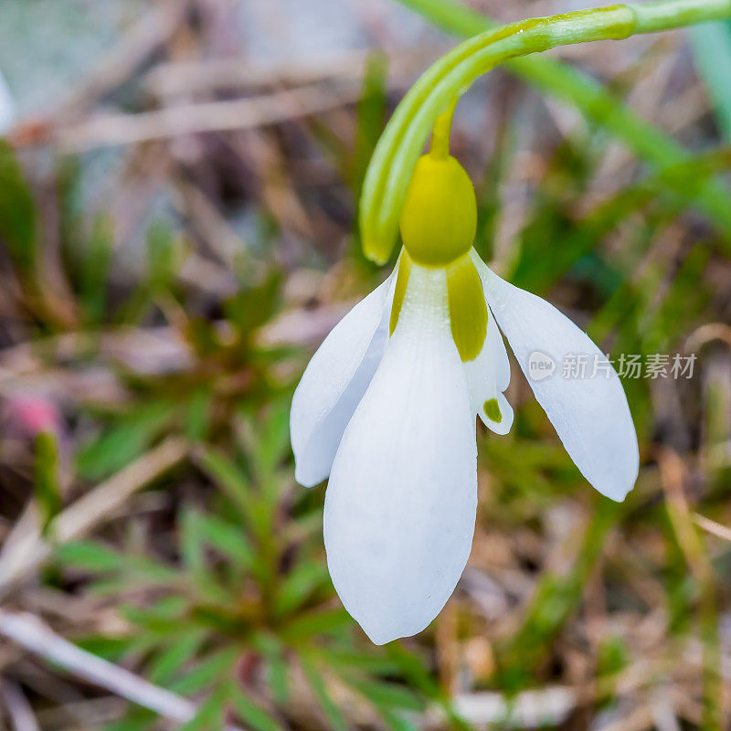 雪花莲，雪花莲或普通雪花莲