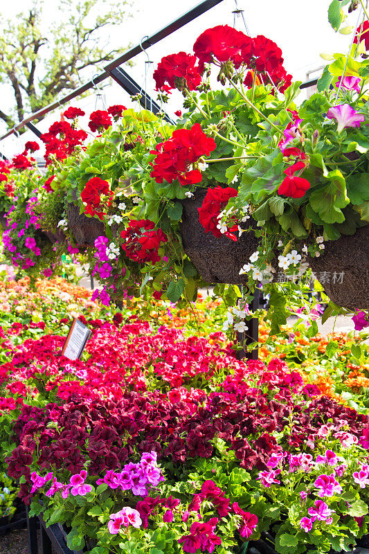 花园中心花卉苗圃温室花卉展示