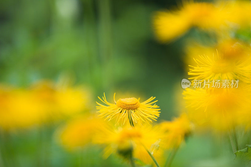 黄色的夏花