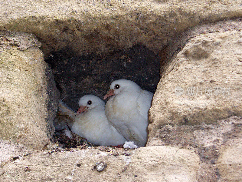 筑巢的鸟儿浪漫的爱情情人